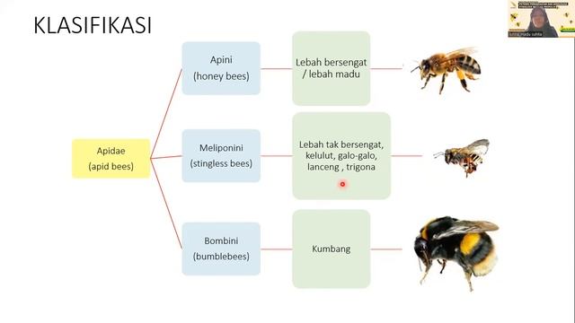 SG Farmasi 23 Juli 2022 - Potensi Pemanfaatan dan Wirausaha Stingless Bee & Propolis смотреть онлайн
