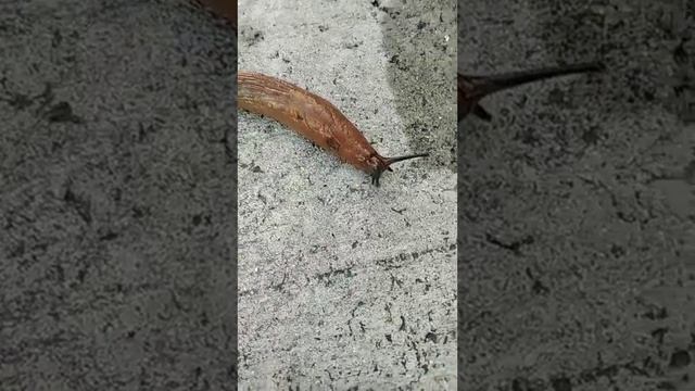 Слизняк ищет жену смотреть онлайн