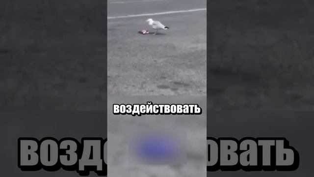Чайка Стивен смотреть онлайн