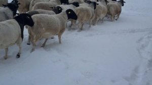 +79064428795 В ПРОДАЖЕ. #каядорпер #георгиевскийдорпер #дорпер #овцы