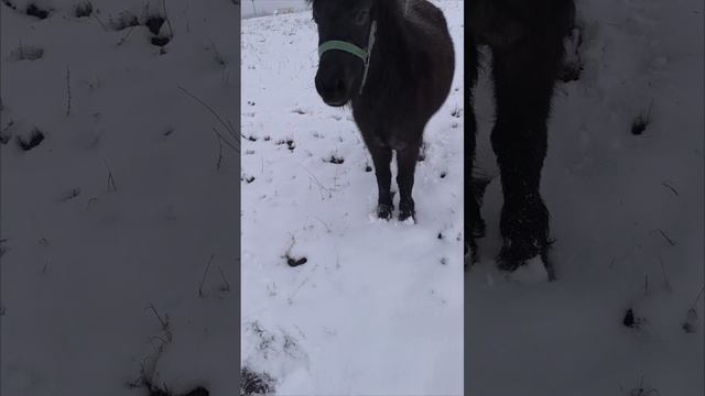 ириска ,свободная прогулка