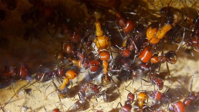 Messor cephalotes futtern eigene Brut смотреть онлайн