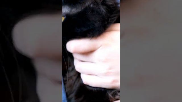 Maine Coon Genetics #Shorts смотреть онлайн