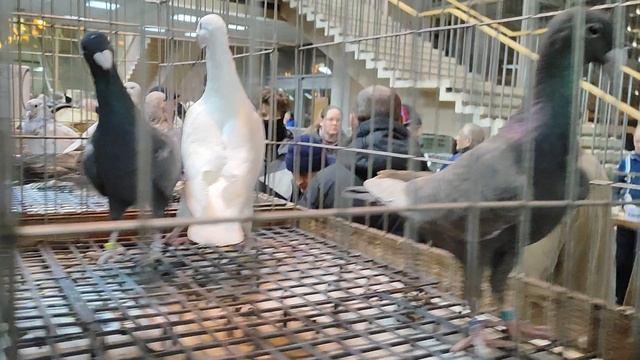 18.01.2025г Выставка ЦСКА ч. 2 смотреть онлайн