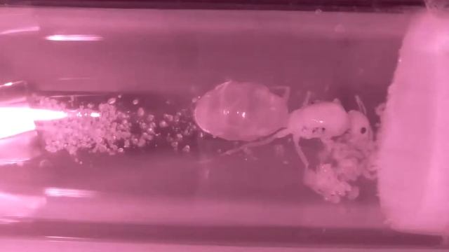 COCDESHIJIE-Myrmecocystus mexicanus live stream 24/7 смотреть онлайн