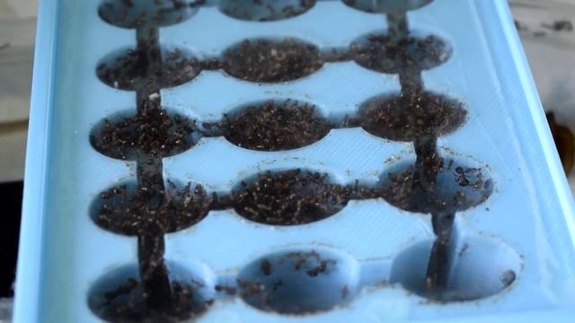 pheidole cf indica Update #15 смотреть онлайн