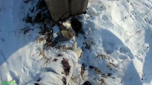 Охота на зайца по многоследице.(Мр-94 «Север»)