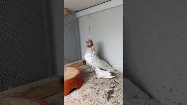 Узбекские двухчубые голуби (Usbekische Tauben), Pigeons, Palomas