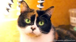 КУКИ КОТ ИЛИ КОШКА? | ОТВЕТ И ДОКАЗАТЕЛЬСТВА SlivkiShow