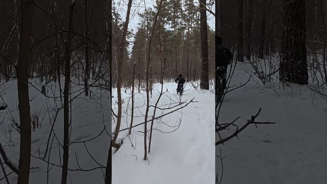 Зима. Новосибирск. Заельцовский бор