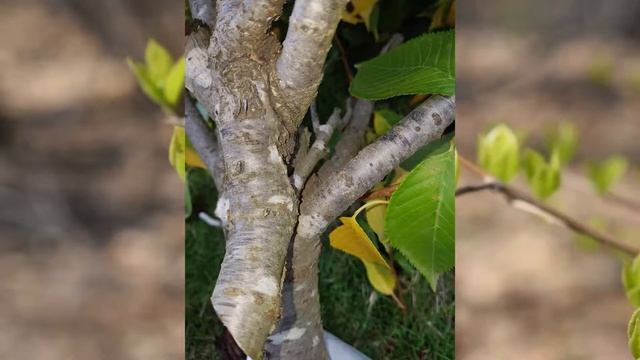 Bonsai: How trees fuse together смотреть онлайн