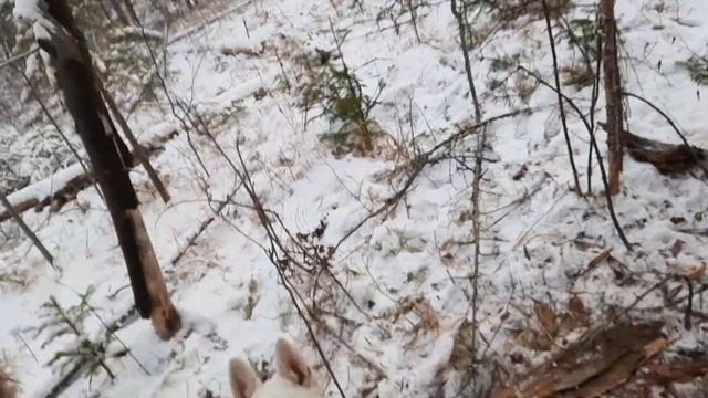 охота на соболя смотреть онлайн
