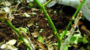 СРОЧНО.Подкормка розы в апреле. Надежно и перепроверено.