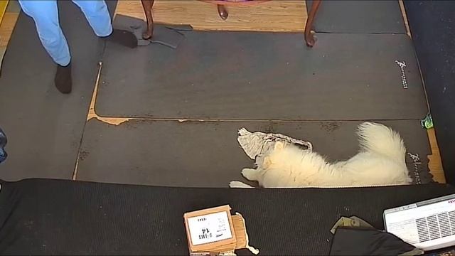 Фокус с исчезновением! Самоед ест картон 😱 смотреть онлайн