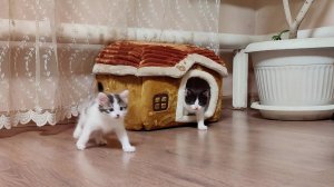 Мама-кошка и котята.