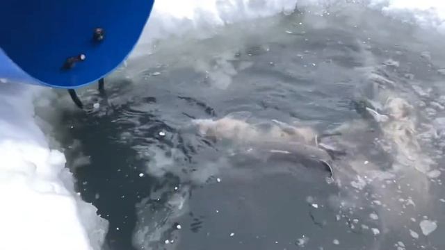 провели пробный запуск осетра смотреть онлайн