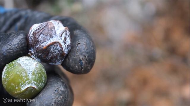 Andız Tesbih için Yetkin ve Merik Andız; Andızın Olgun ve Genç Kozalakları смотреть онлайн