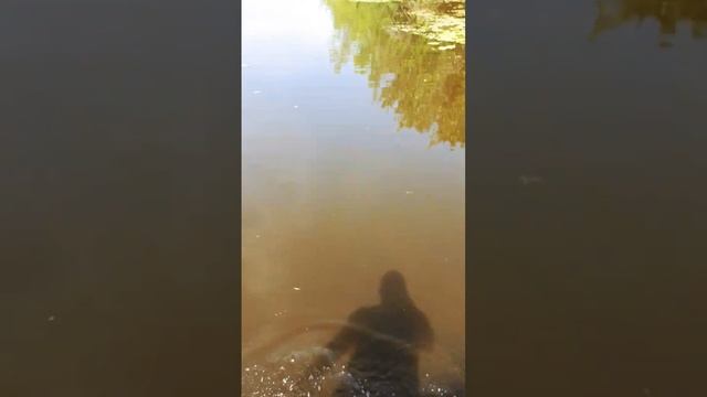 гигант сом рыбалка смотреть онлайн
