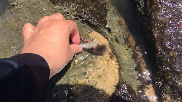 Finding Seashells after a Storm | Epic Shell Finds! [Virtual Shelling] смотреть онлайн