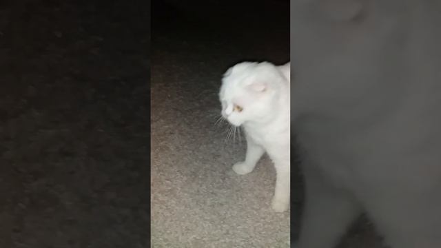 реакция кошки на имя смотреть онлайн