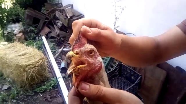 Курица даёт жару смотреть онлайн