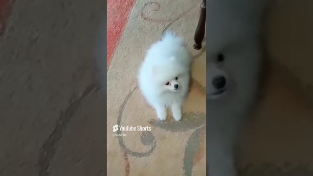 КОЛЬ-ОК (9) смотреть онлайн