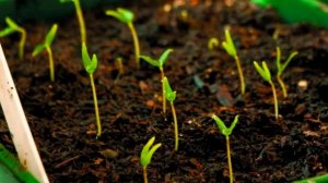 Рассада перца. Сроки, подкормки и т.д.