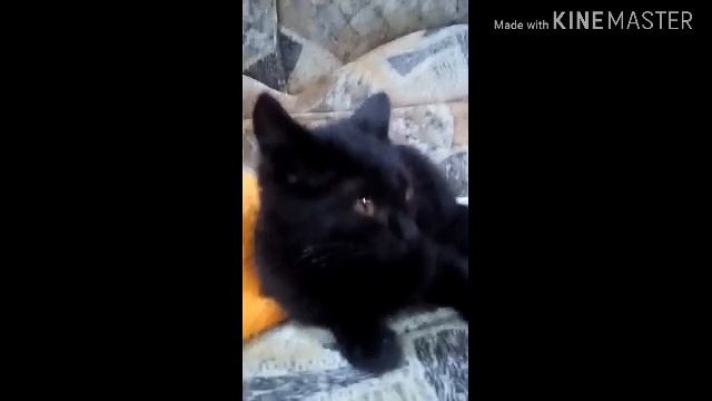 Первое видео кролика ляли и кота лёвы смотреть онлайн