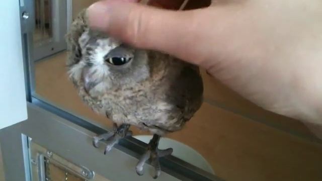 Почеши сову смотреть онлайн