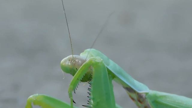 богомол Hierodula transcaucasica смотреть онлайн