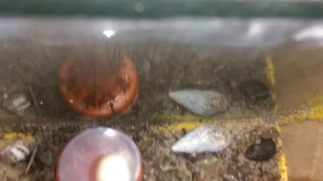Варварские колонии 16.1. Mirmika rubra vs Lasius flavus. смотреть онлайн