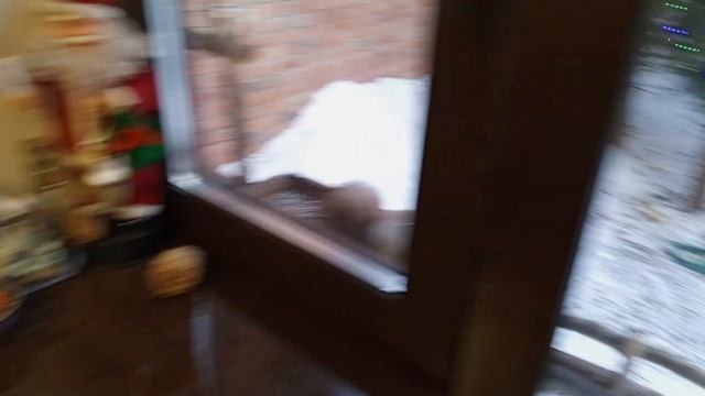 Белки и морковке рады. смотреть онлайн