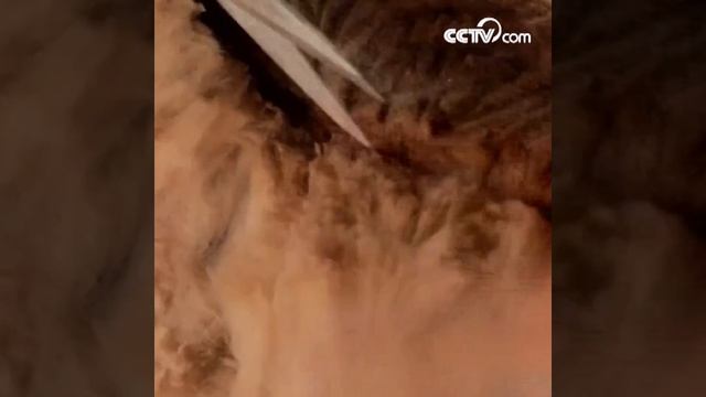 Стрижка альпака в зоопарке|CCTV Русский смотреть онлайн