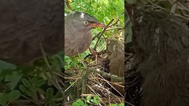 feeding everytime #shorts смотреть онлайн