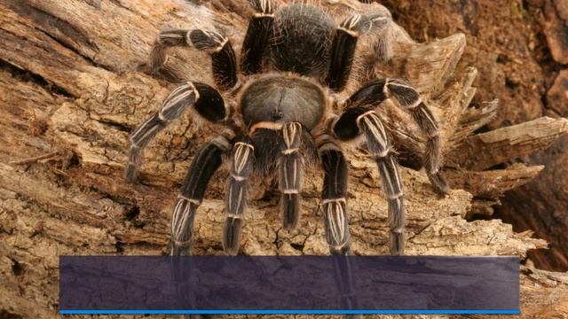Costa Rican Zebra (Aphonopelma seemanni) Care Sheet смотреть онлайн