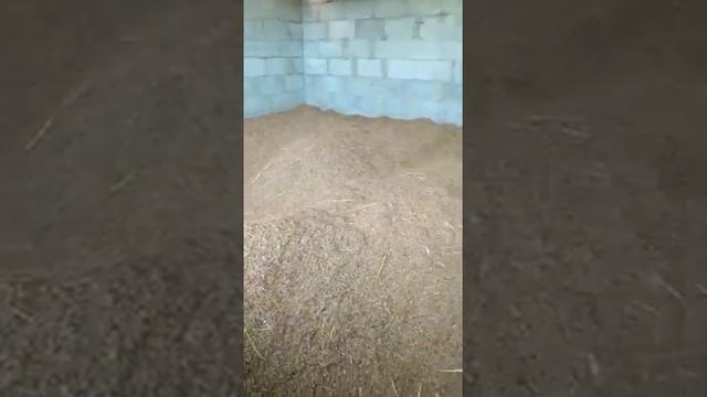 Переработка риса Девзира. Киргизия, Узген