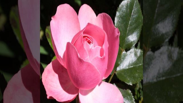 Mind Water Reason Segment смотреть онлайн