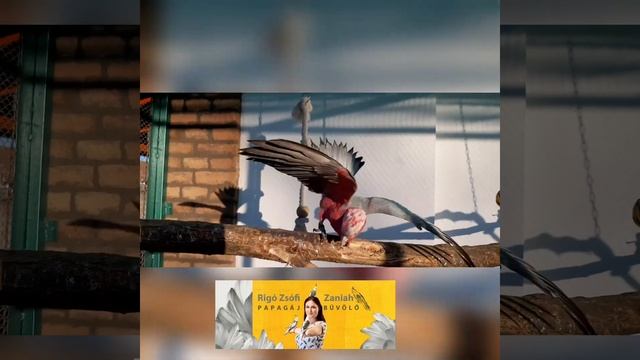 Pinky, a tündéri rózsás kakadu 💖 #bird #cute #galah #shorts смотреть онлайн