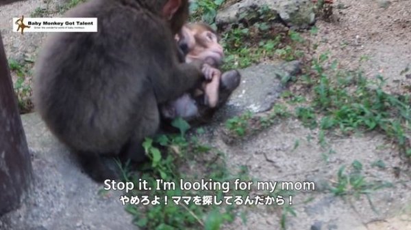 迷子の赤ちゃん猿とママの再会ストーリー【後半】 / monpai monyet 小猿 子ザル 高崎山自然動物園 モンキー SNOW MONKEY