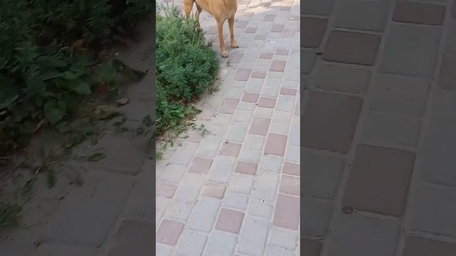 День собак смотреть онлайн