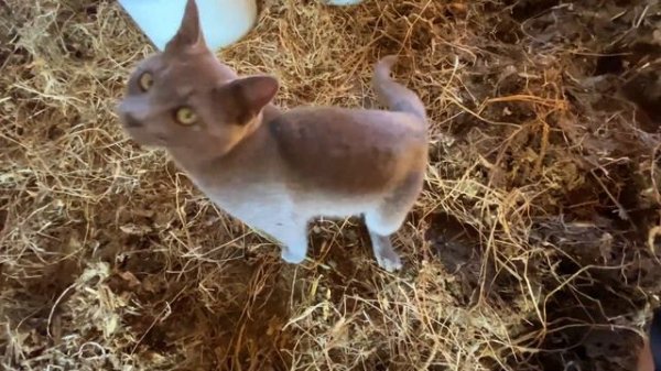 How to Milk a cow by Hand/ Country life vlog / Cow milking