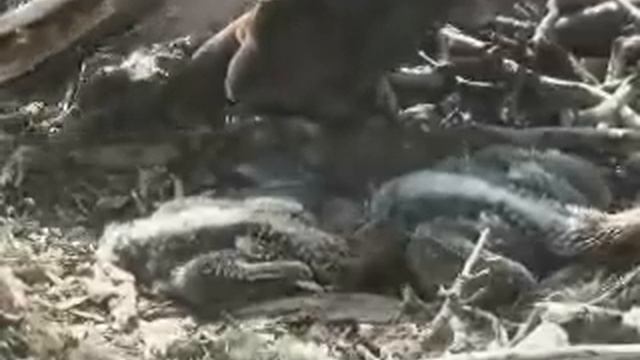 Lady of Lowes and chicks 5 June 2010 - Webcams - Scottish Wildlife Trust.rm смотреть онлайн