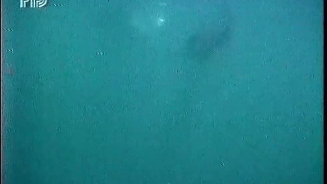 Диалоги о животных (РТР, 1998) Акулы