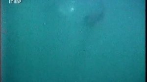 Диалоги о животных (РТР, 1998) Акулы