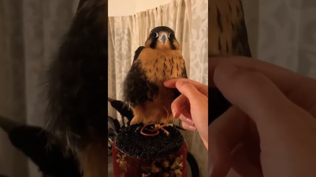 This Bird Sound 😍 #shorts #birds смотреть онлайн