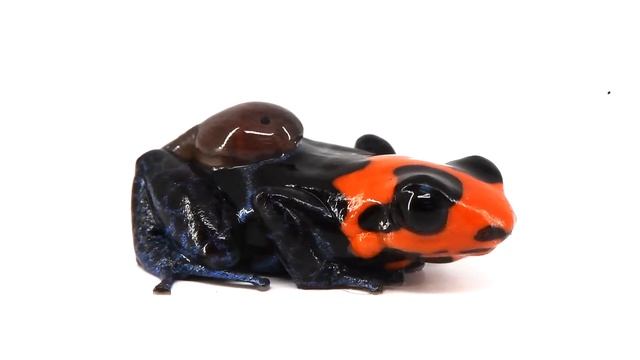 Ranitomeya benedicta "Shucushuyacu" смотреть онлайн