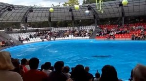 Одесский дельфинарий  Выступление дельфинов