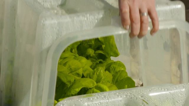 Spinach in a mini polytunnel смотреть онлайн