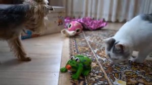 ШКОЛА КОТОВ УРОК МАСКИРОВКИ! ПРЯТКИ ЧЕЛЛЕНДЖ КОТ ПРОТИВ КОШЕЧКИ   КТО ЛУЧШЕ ПОДА