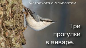 Фотоохота с Альбертом. Три прогулки в январе.
